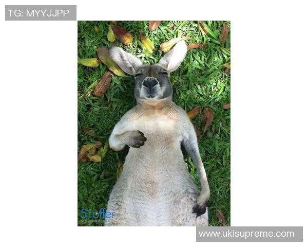 足球明星偶遇金丝熊的奇妙瞬间与动物保护的深刻思考 足球明星偶遇金丝熊的奇妙瞬间与动物保护的深刻思考